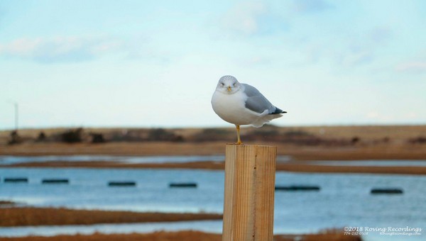 Roving Recordings Photography